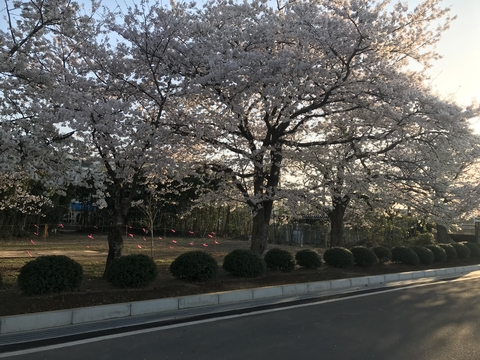 桜満開